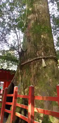 箱根神社の自然