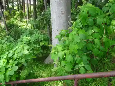 弥生神社の自然