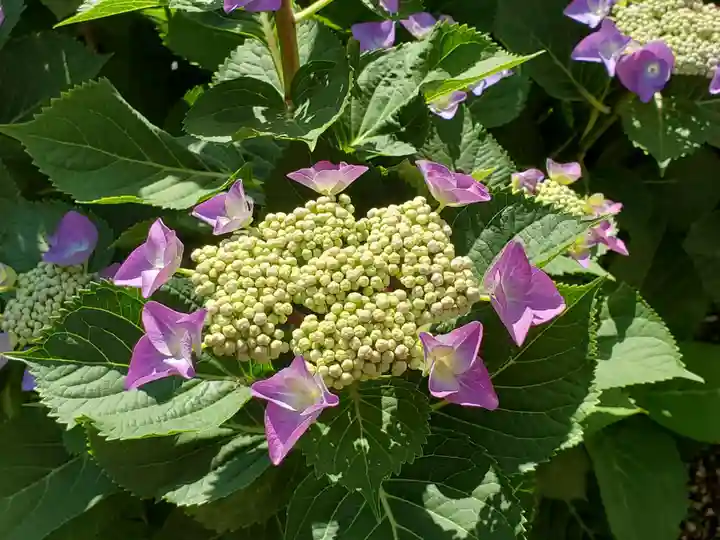 稲荷神社の自然