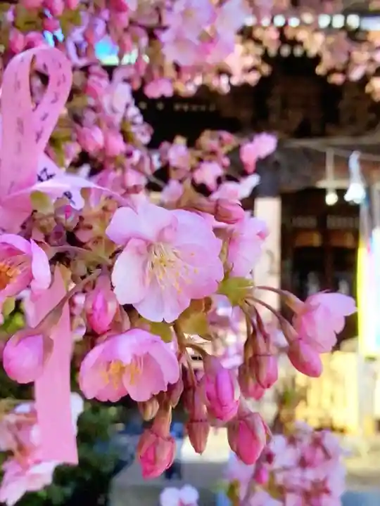桜神宮(東京都)