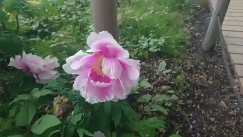 曼陀羅寺の庭園