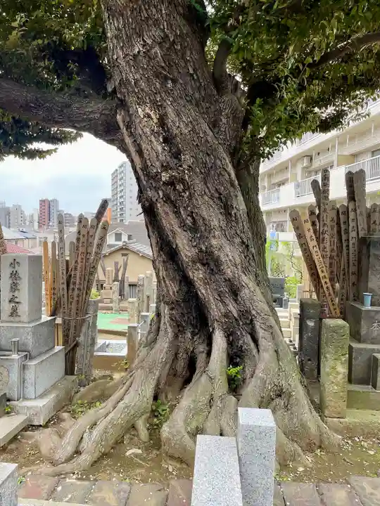 青雲寺(東京都)