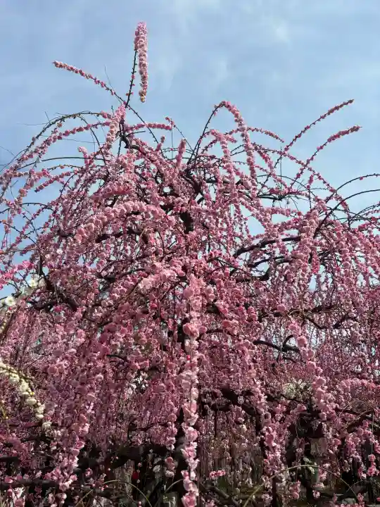 防府天満宮の{uncategorized: "未分類", other: "その他", undefined: "問題あり", building: "その他建物", grave: "お墓", sacred_gate: "鳥居", guardian: "狛犬", statue: "像", buddha: "仏像", history: "歴史", nature: "自然", garden: "庭園", animal: "動物", pagoda: "塔", temizu: "手水舎", mountain_gate: "山門・神門", sanctuary: "本殿・本堂", subordinate: "末社・摂社", art: "芸術", scenery: "景色", jizo: "地蔵", ema: "絵馬", goshuin: "御朱印", omikuji: "おみくじ", items: "授与品その他", amulet: "お守り", goshuincho: "御朱印帳", eats: "食事", festival: "お祭り", votive_dance: "神楽", shichigosan: "七五三参", wedding: "結婚式", experience: "体験その他", initially: "初詣", around: "周辺", anti_infection: "感染症対策"}