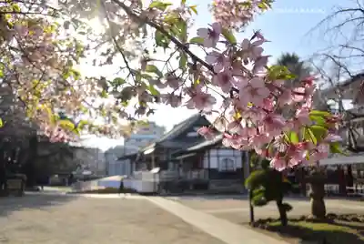 新井薬師（梅照院）(東京都)