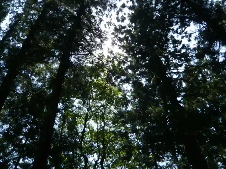 大斎原(熊野本宮大社旧社地)の自然