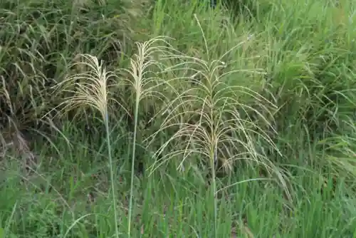 大六天麻王神社の自然