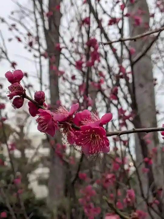妙法寺(東京都)