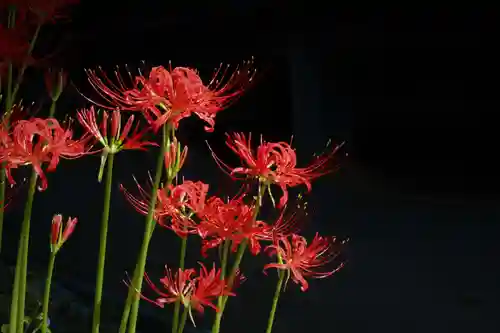 国宝 大法寺の自然