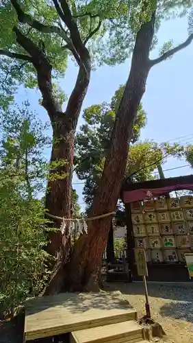 武蔵一宮氷川神社の自然
