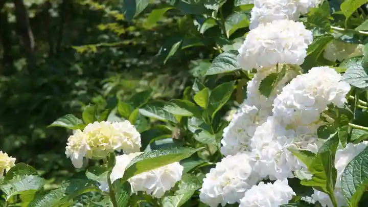 岡寺(龍蓋寺)(奈良県)