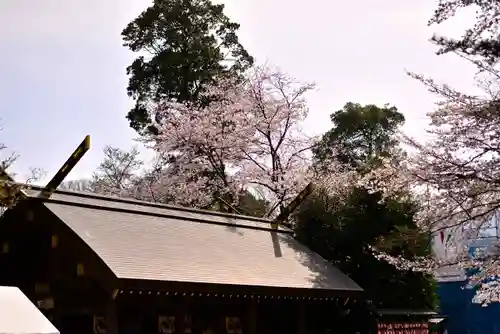 櫻木神社の自然