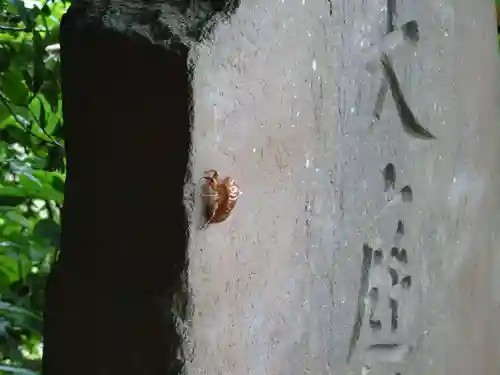 熊野神社（大庭神社舊趾）の動物