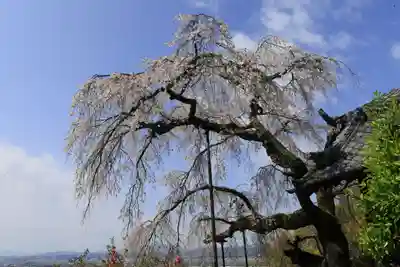 地蔵院(京都府)