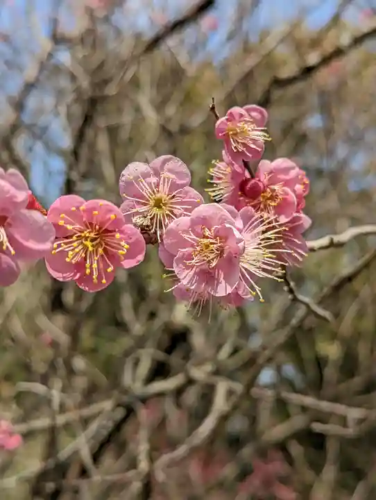 梅宮大社(京都府)