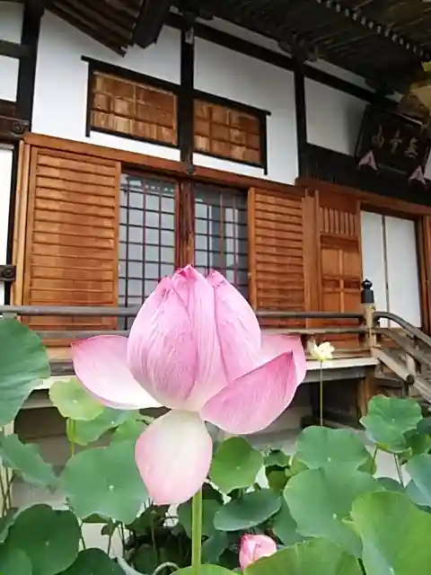 阿弥陀寺の自然