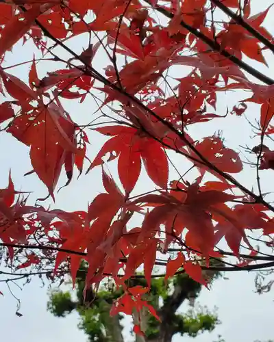 沙沙貴神社の自然