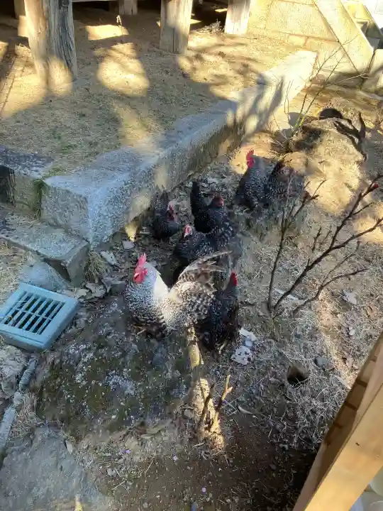 楽法寺(雨引観音)の{uncategorized: "未分類", other: "その他", undefined: "問題あり", building: "その他建物", grave: "お墓", sacred_gate: "鳥居", guardian: "狛犬", statue: "像", buddha: "仏像", history: "歴史", nature: "自然", garden: "庭園", animal: "動物", pagoda: "塔", temizu: "手水舎", mountain_gate: "山門・神門", sanctuary: "本殿・本堂", subordinate: "末社・摂社", art: "芸術", scenery: "景色", jizo: "地蔵", ema: "絵馬", goshuin: "御朱印", omikuji: "おみくじ", items: "授与品その他", amulet: "お守り", goshuincho: "御朱印帳", eats: "食事", festival: "お祭り", votive_dance: "神楽", shichigosan: "七五三参", wedding: "結婚式", experience: "体験その他", initially: "初詣", around: "周辺", anti_infection: "感染症対策"}