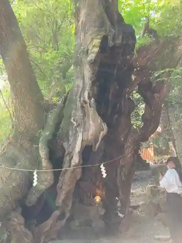 來宮神社(静岡県)