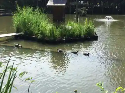 越ヶ谷久伊豆神社(埼玉県)