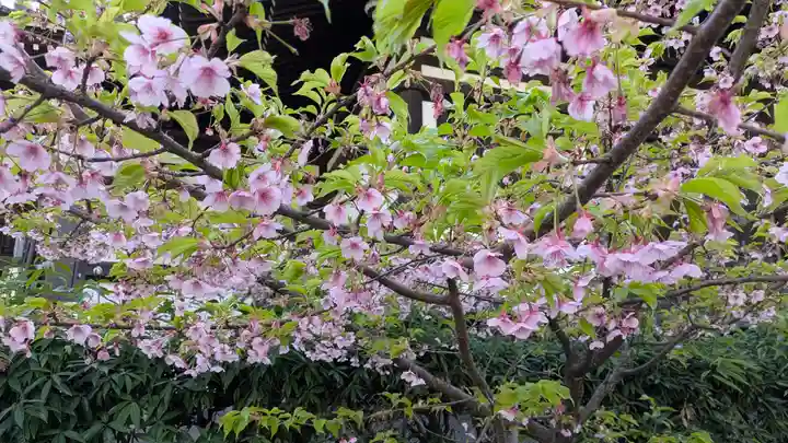 頂妙寺(京都府)