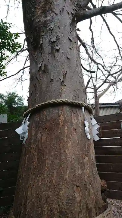 鎮守氷川神社の自然