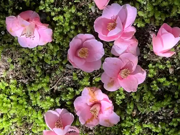 霊鑑寺門跡(京都府)