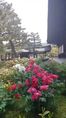 建仁寺（建仁禅寺）の自然