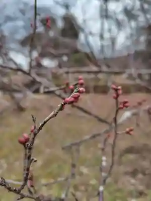 大覚寺(京都府)