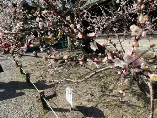 北野天満宮の{uncategorized: "未分類", other: "その他", undefined: "問題あり", building: "その他建物", grave: "お墓", sacred_gate: "鳥居", guardian: "狛犬", statue: "像", buddha: "仏像", history: "歴史", nature: "自然", garden: "庭園", animal: "動物", pagoda: "塔", temizu: "手水舎", mountain_gate: "山門・神門", sanctuary: "本殿・本堂", subordinate: "末社・摂社", art: "芸術", scenery: "景色", jizo: "地蔵", ema: "絵馬", goshuin: "御朱印", omikuji: "おみくじ", items: "授与品その他", amulet: "お守り", goshuincho: "御朱印帳", eats: "食事", festival: "お祭り", votive_dance: "神楽", shichigosan: "七五三参", wedding: "結婚式", experience: "体験その他", initially: "初詣", around: "周辺", anti_infection: "感染症対策"}