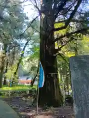 十五社神社の自然