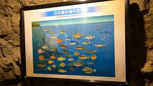 江の島岩屋の動物