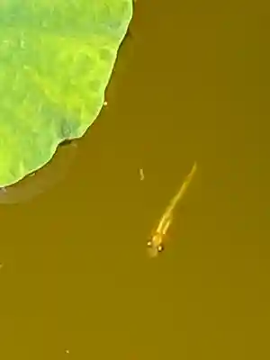 妙蓮寺(神奈川県)