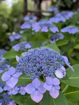 桜神宮(東京都)