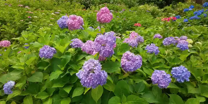 三室戸寺の自然
