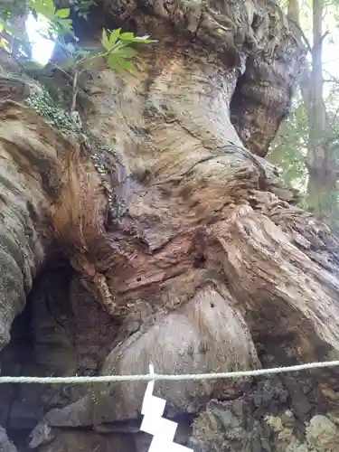 來宮神社の自然