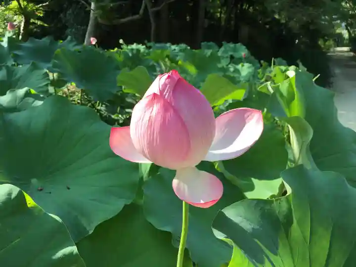 唐招提寺の自然