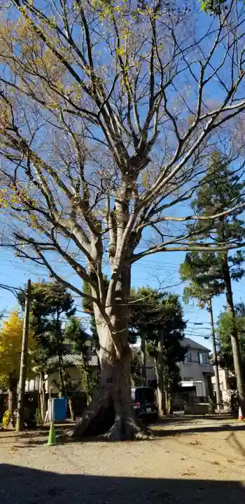 国府台天満宮の自然