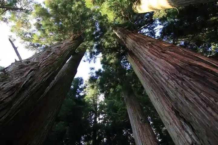 鹿島大神宮の自然