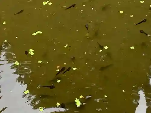 熱塩観音(示現寺)(福島県)