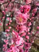 防府天満宮の{uncategorized: "未分類", other: "その他", undefined: "問題あり", building: "その他建物", grave: "お墓", sacred_gate: "鳥居", guardian: "狛犬", statue: "像", buddha: "仏像", history: "歴史", nature: "自然", garden: "庭園", animal: "動物", pagoda: "塔", temizu: "手水舎", mountain_gate: "山門・神門", sanctuary: "本殿・本堂", subordinate: "末社・摂社", art: "芸術", scenery: "景色", jizo: "地蔵", ema: "絵馬", goshuin: "御朱印", omikuji: "おみくじ", items: "授与品その他", amulet: "お守り", goshuincho: "御朱印帳", eats: "食事", festival: "お祭り", votive_dance: "神楽", shichigosan: "七五三参", wedding: "結婚式", experience: "体験その他", initially: "初詣", around: "周辺", anti_infection: "感染症対策"}