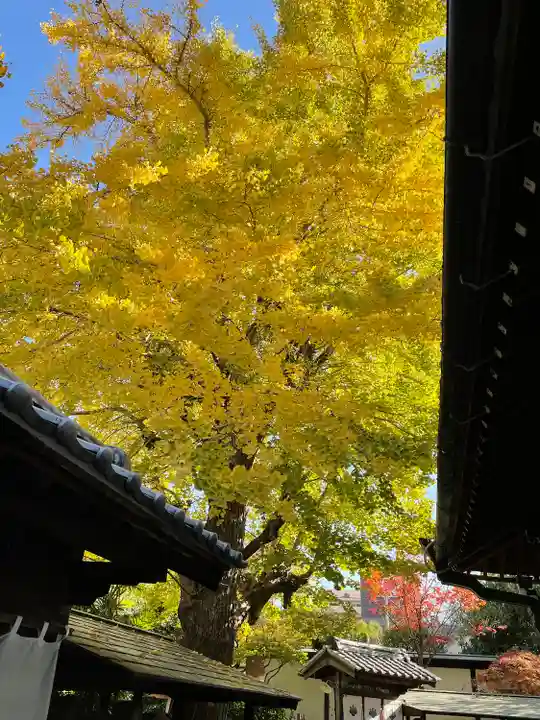 大聖観音寺(あびこ観音)の自然