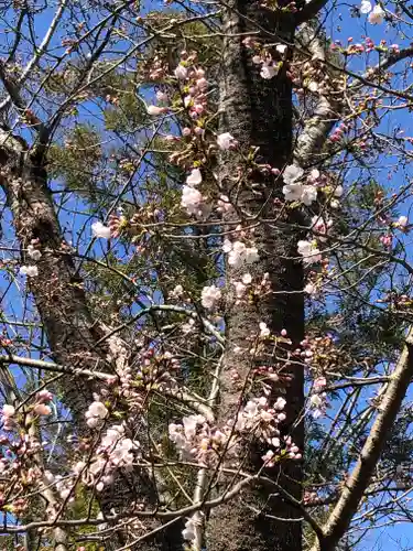 龍ケ崎八坂神社の自然