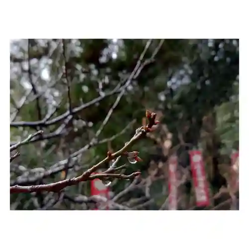 岐阜稲荷山本社の自然