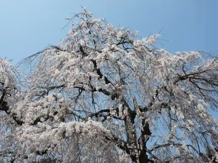 勝専寺(滋賀県)