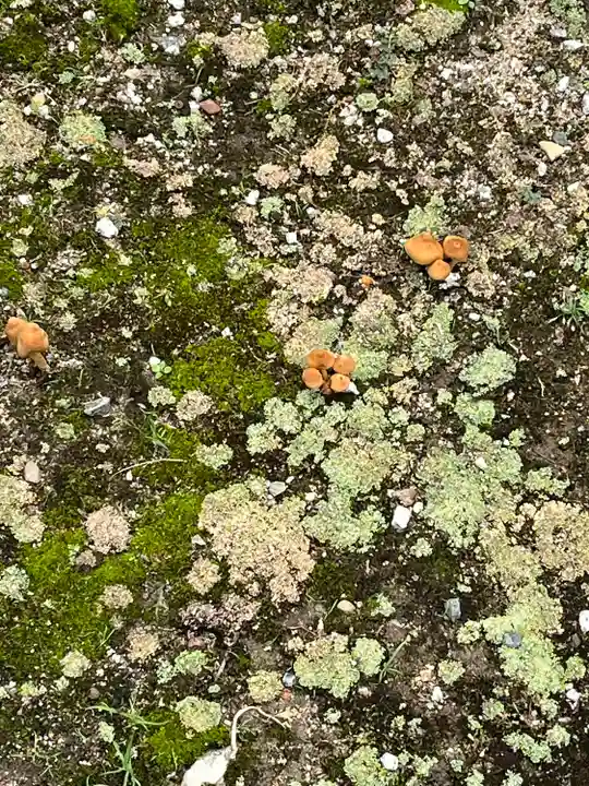 伊和志津神社の自然