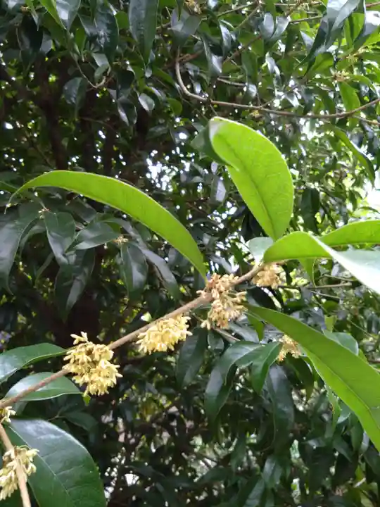 河内阿蘇神社(熊本県)