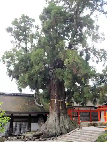 春日大社の自然