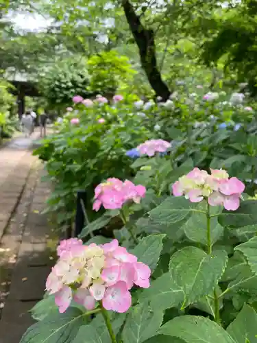 本土寺(千葉県)