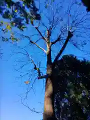 布多天神社(東京都)