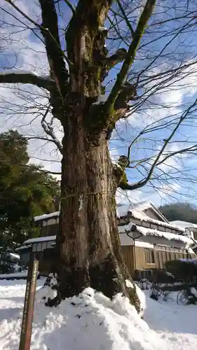 石部神社の自然